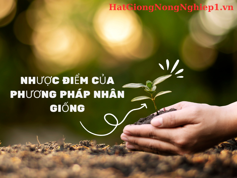 Nhược điểm của phương pháp nhân giống bằng hạt