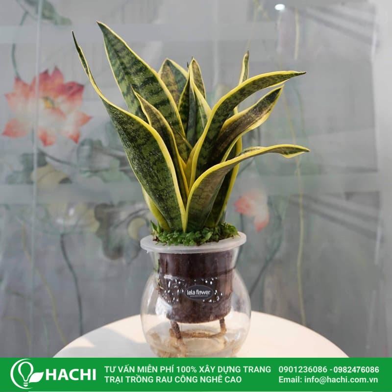 Cách Trồng Lưỡi Hổ Thủy Canh Chi Tiết Từ A-Z - Hạt Giống Nông Nghiệp 1